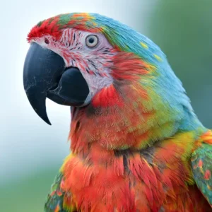 Maurício
