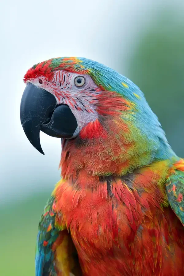 Maurício