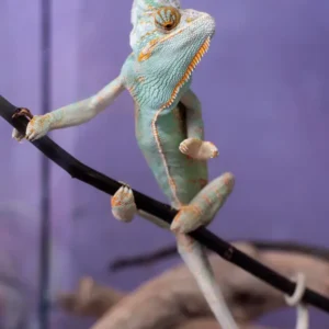 Robert