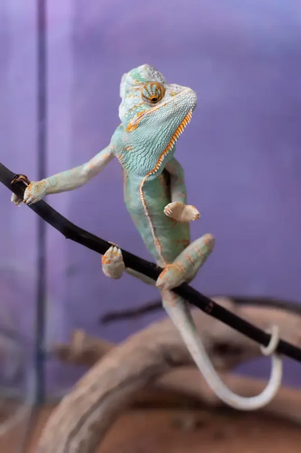 Robert