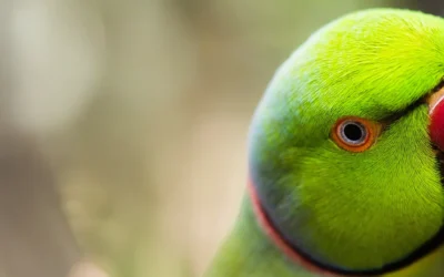 Cuidamos com carinho de quem enche sua casa de vida!